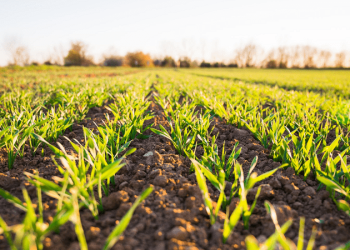رشد ۳ درصدی بخش کشاورزی در ۶ماهه امسال |تحلیل خبر
