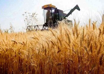 مشکلی در بحث خرید و پرداخت مطالبات کلزا نداریم