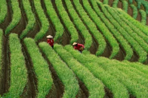 پیش‌شرط کلیدی توسعه تجارت کشاورزی در شانگهای