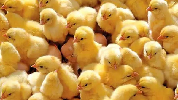 جوجه‌ریزیِ خرداد از مرز ۱۱۹ میلیون قطعه گذشت