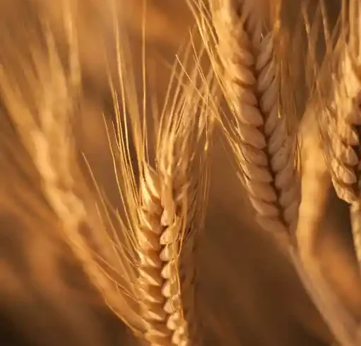 پرداخت ۵۰ درصد از مطالبات گندمکاران به زودی