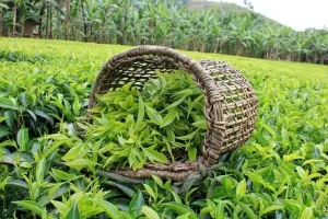 خرید ۶۶ هزارتن برگ سبز چای