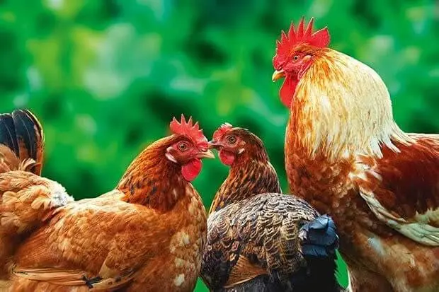 وضعیت قیمت مرغ چگونه ست؟