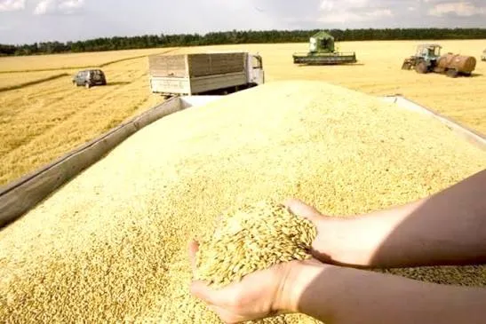 جهش ۳ برابری بودجه خرید گندم؛ دستاورد رفاهی یا فشار بر منابع عمومی؟