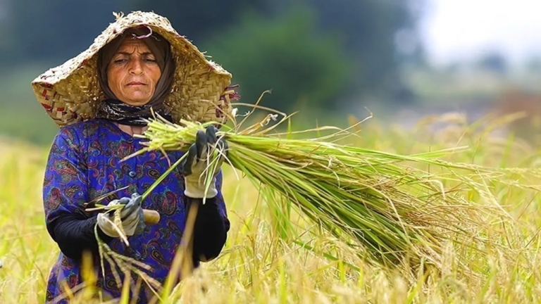 بیمه رایگان ۳۷۵ هزار مادر روستایی؛ گامی بزرگ در توسعه عدالت اجتماعی و پوشش حمایتی