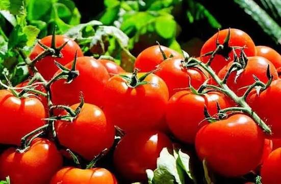 بازار ۱.۲ میلیون تنی گوجه‌فرنگی زمستانه؛ چگونه تأمین به‌موقع بذر ضامن ثبات قیمت‌ها می‌شود؟